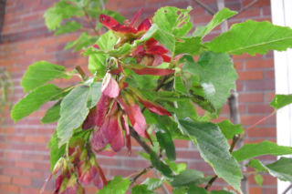 Klon tatarski 'Hot Wings' - Acer tataricum 'Hot Wings'