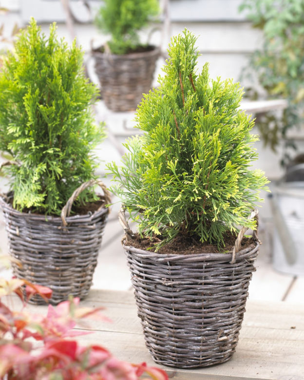 Tuje