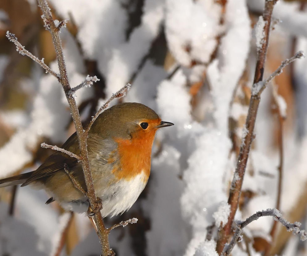 Większość z nas robi to źle! Czym i kiedy karmić ptaki zimą? To zależy od gatunku! Ornitolog tłumaczy
