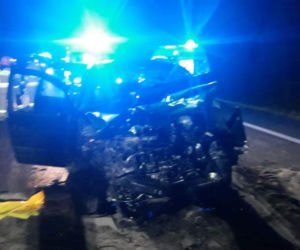 Jeleń doprowadził do tragedii w Małopolsce