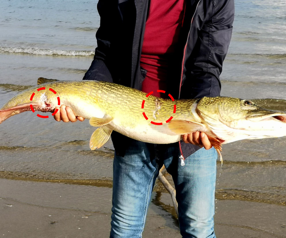 Ranny Szczupak