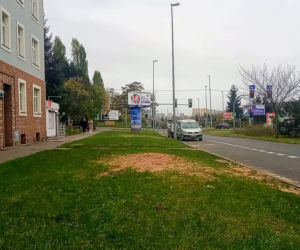 Okazałe drzewa na Turzynie poszły pod topór