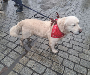 34. finał WOŚP w Krakowie. Golden Retrievery na Rynku Głównym