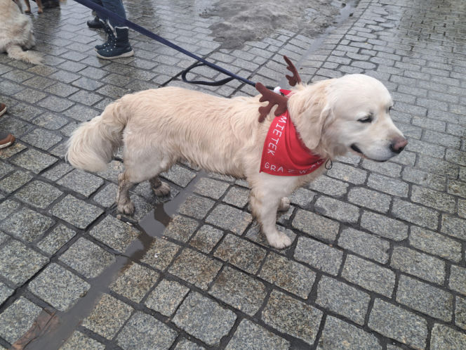 34. finał WOŚP w Krakowie. Golden Retrievery na Rynku Głównym