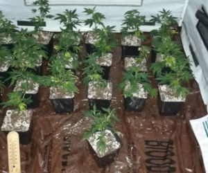 Potężna plantacja marihuany w Dąbrowie Górniczej. Hodowcy grozi 10 lat więzienia [ZDJĘCIA]