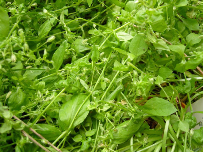 Dla wielu jest uciążliwym chwastem. Zamiast wyrywać, włącz do swojej diety!