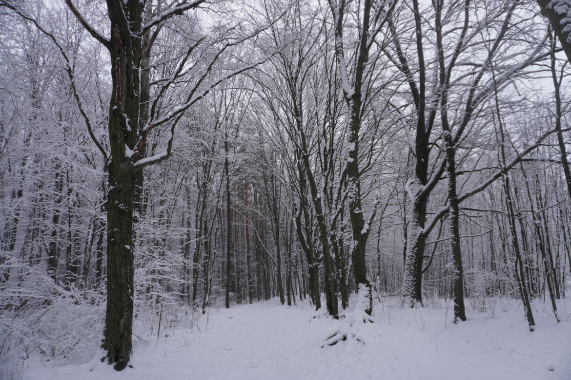 To miejsce zimą przypomina Narnię. Las Zwierzyniecki znajduje się w sercu Białegostoku [ZDJĘCIA]