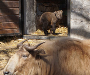 We wrocławskim zoo urodził się drugi w Polsce takin złoty