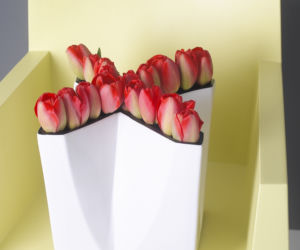 tulipany