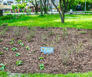 RUMIA: Policja nie dała rady. Złodziei odstraszy SROGI MAG [ZDJĘCIA]