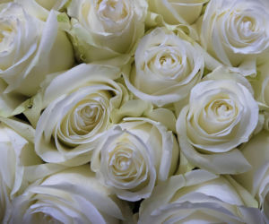 Tych kwiatów nie kupuj, jeśli nie chcesz spać w salonie. Nie uwierzysz, co oznaczają!