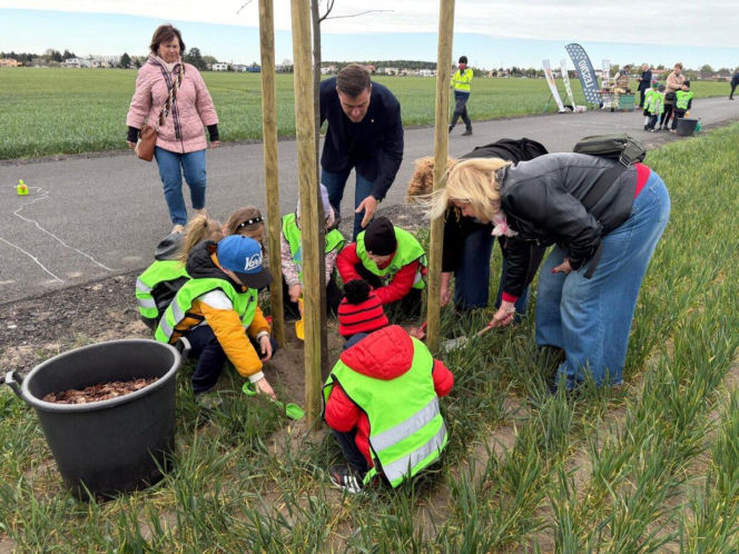 Zazieleni się Trojanowskiego w Lesznie. Przy ulicy posadzono drzewa