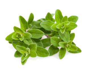 Majeranek