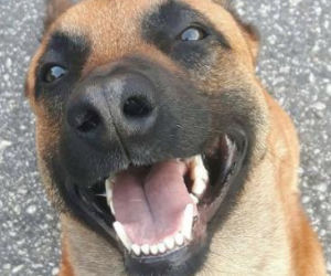 Julian walczy o życie! Bohaterski owczarek belgijski potrzebuje pilnej operacji