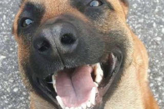 Julian walczy o życie! Bohaterski owczarek belgijski potrzebuje pilnej operacji