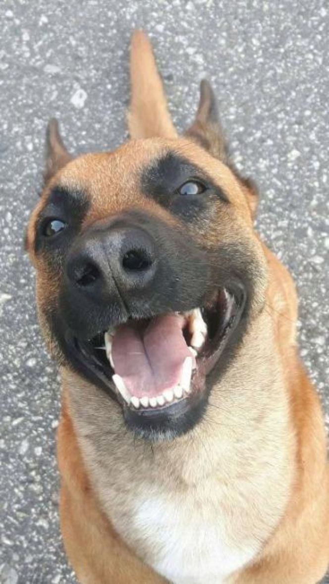 Julian walczy o życie! Bohaterski owczarek belgijski potrzebuje pilnej operacji