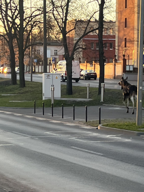 Dwa łosie spacerują po centrum Bydgoszczy. Trzeci zawędrował do Ostromecka, tam potracił go samochód