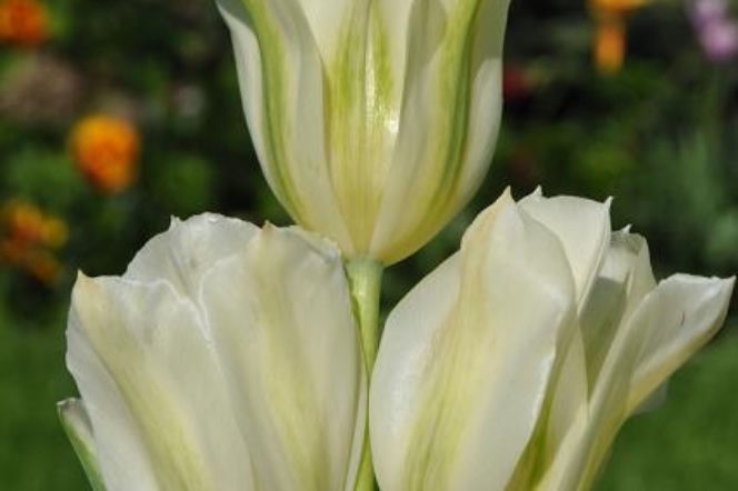 Galeria: Tulipan 'Spring Green'