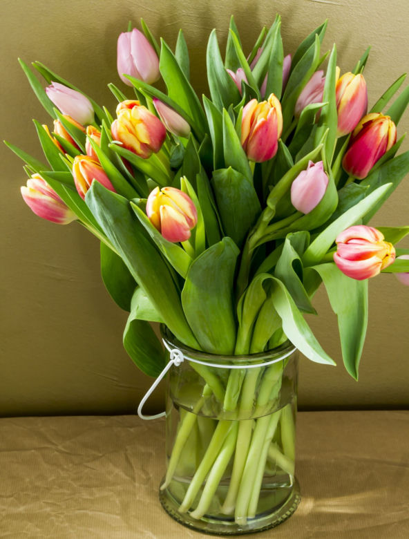 Tulipany