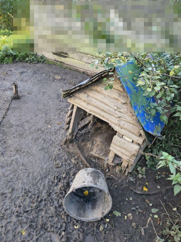 Trzy psy z jednej z posesji w powiecie wejherowskim żyły w dramatycznych warunkach
