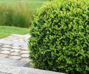 Czy można nawozić bukszpan nawozem do iglaków?