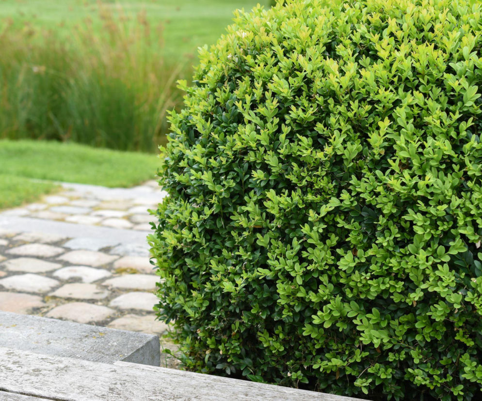 Bukszpan wieczniezielony