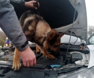 Wielka akcja policji z Płocka! Mundurowi znaleźli 20 kg narkotyków [ZDJĘCIA]