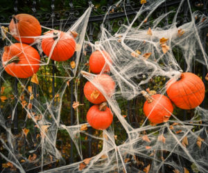 Gdańsk: Dom jak z horroru. Udekorowali budynek na helloween [ZDJĘCIA]