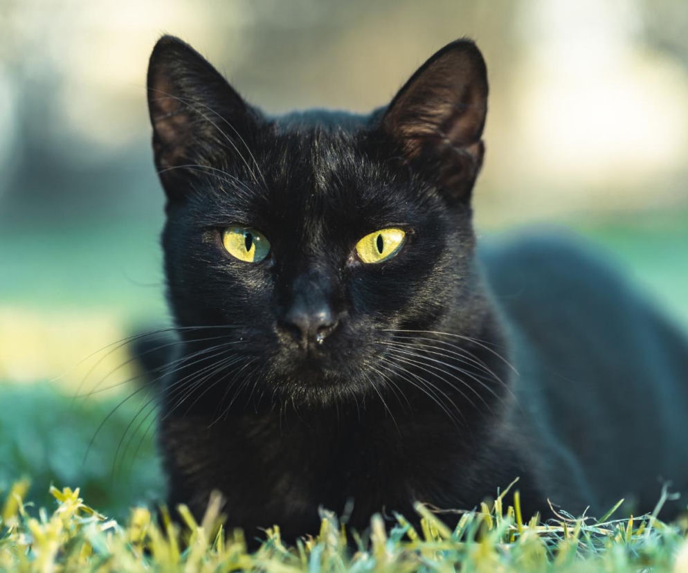 Tego pod żadnym pozorem nie rób w piątek trzynastego. Pech gwarantowany!