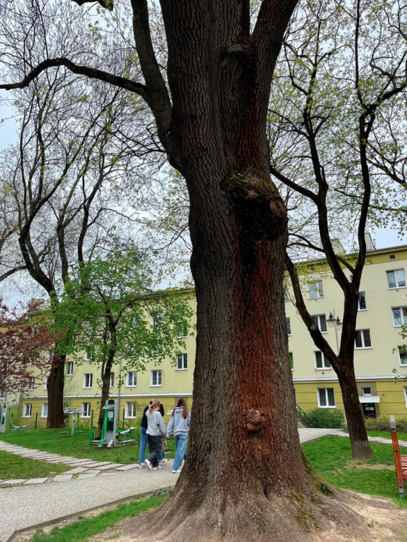 Cztery nowe pomniki przyrody w Lublinie. To olbrzymy, które w obwodzie mają razem prawie 16 metrów!