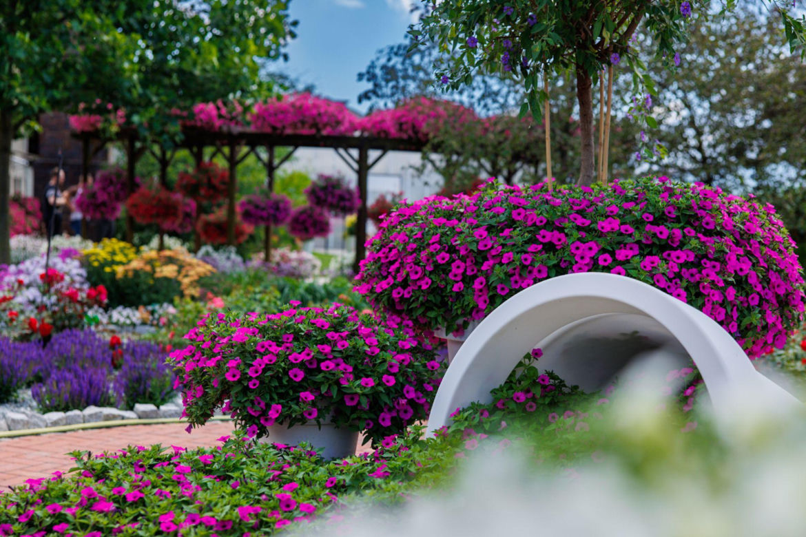 Supertunia Vista