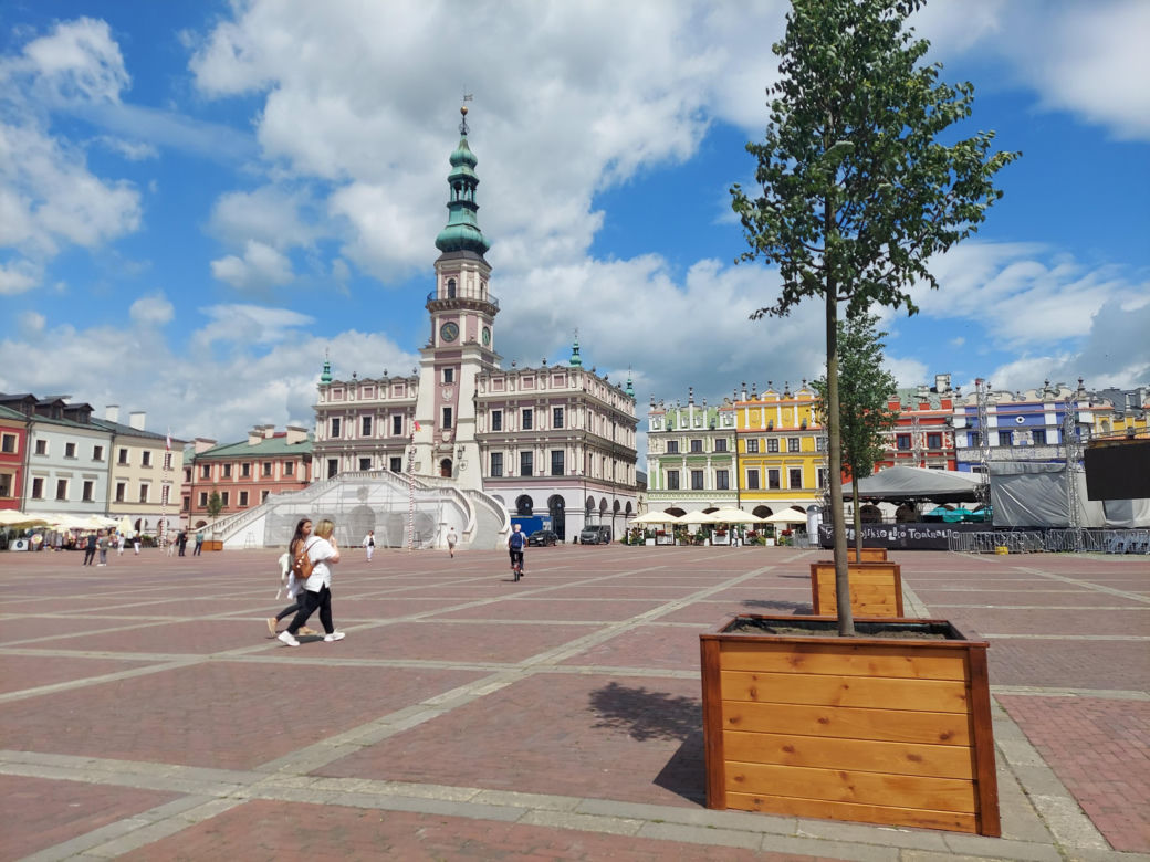 Lipy na Rynku Wielkim w Zamościu