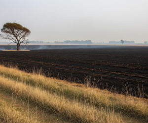 Wypalanie traw na Mazowszu. Ile kosztuje lekkomyślność?