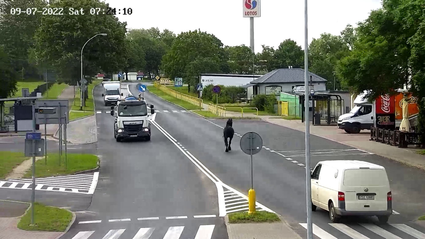 Konik na gigancie. Niecodzienna akcja w centrum Szczecinka