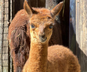 Warszawskie zoo szuka imienia dla nowej alpaki