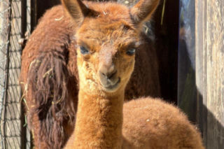 Warszawskie zoo szuka imienia dla nowej alpaki
