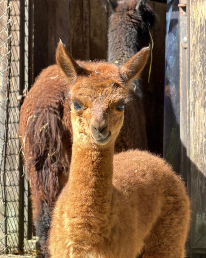 Warszawskie zoo szuka imienia dla nowej alpaki