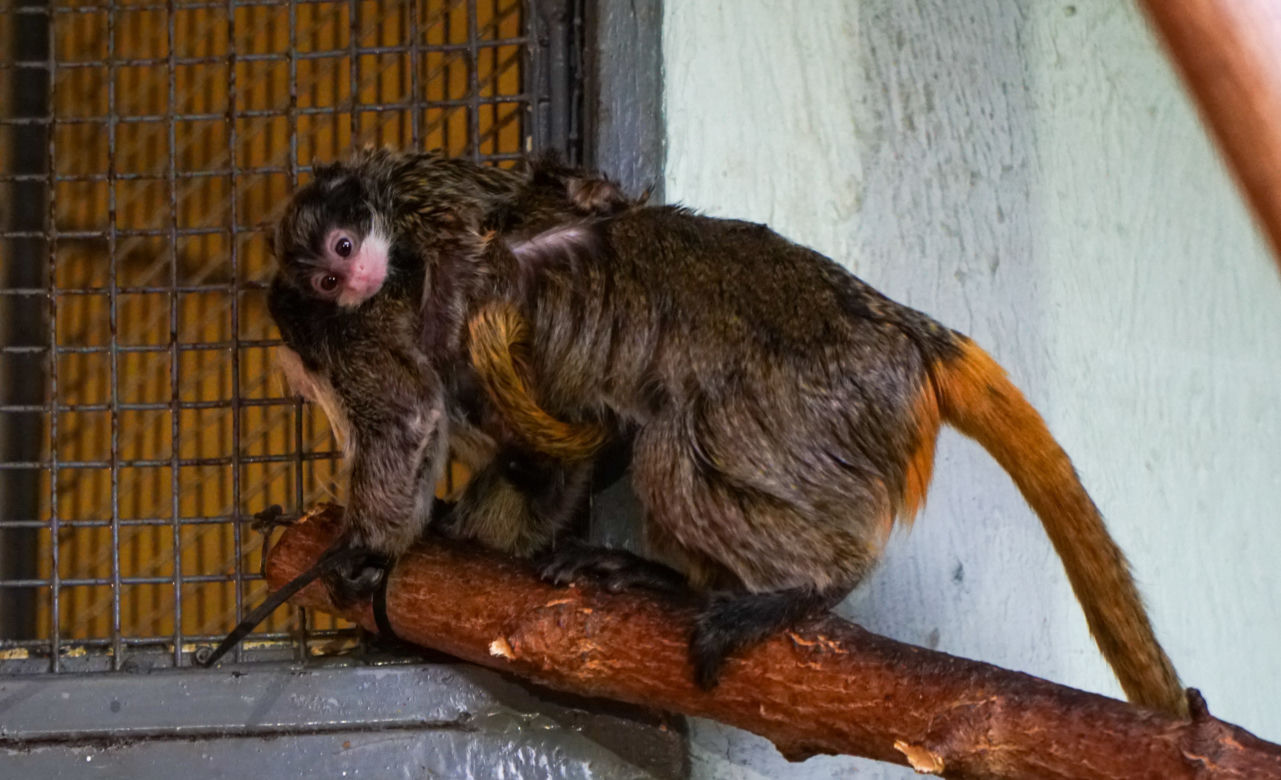 Opole. Nowe małpki w opolskim ZOO! [ZDJĘCIA]
