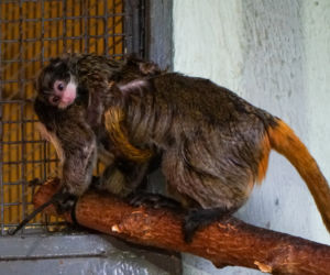 Opole. Nowe małpki w opolskim ZOO! [ZDJĘCIA]