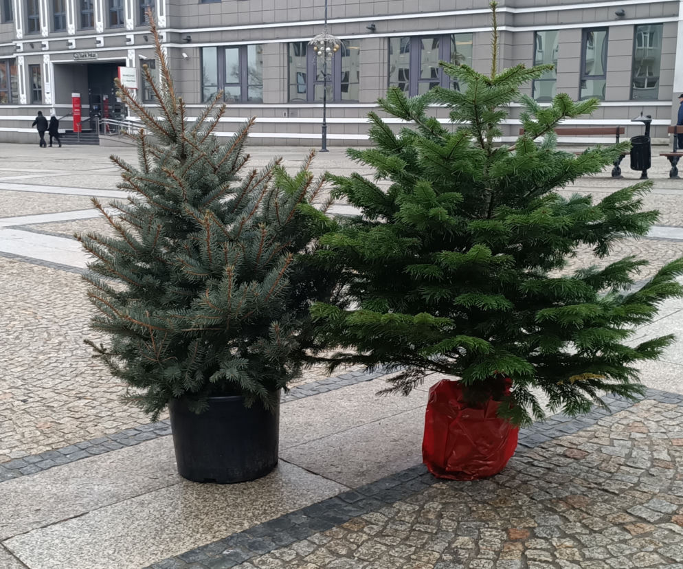 Białystok rozda choinki
