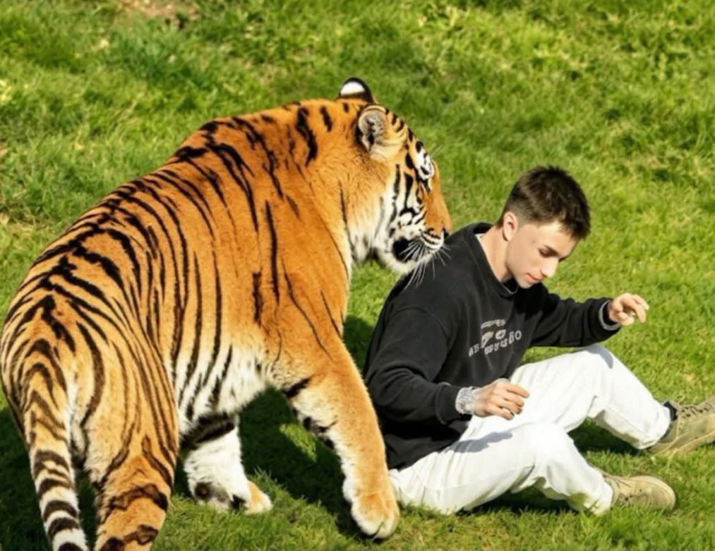 Tygrys zabił turystę w zoo! Takie były ostatnie słowa ofiary