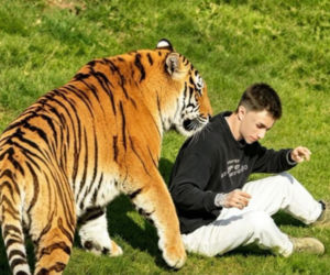 Tygrys zabił turystę w zoo! Takie były ostatnie słowa ofiary