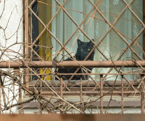 Koty Jarka nas terroryzują