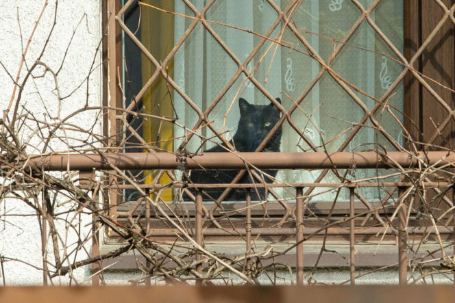 Koty Jarka nas terroryzują