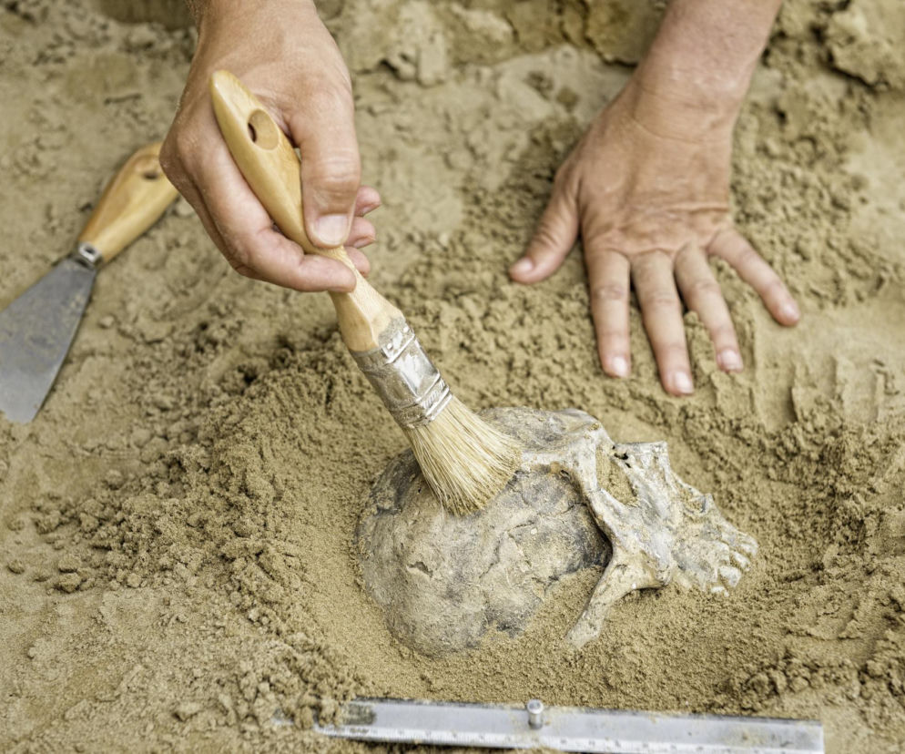 Archeolog delikatnie oczyszcza pędzelkiem średniowieczną czaszkę znalezioną w ziemi, obok narzędzia pomiarowe i szpachelka. Badania szczątków Polaków sprzed tysiąca lat pozwalają zrozumieć rzadkie choroby genetyczne, o czym więcej przeczytasz na Poradnik Zdrowie.