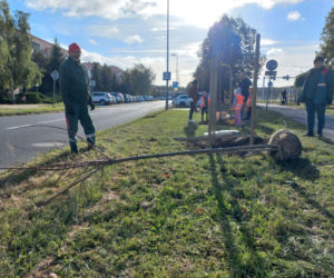 Posadzili ponad 30 drzew na Alejach Konstytucji 3 Maja w Lesznie. Wybrano trzy gatunki