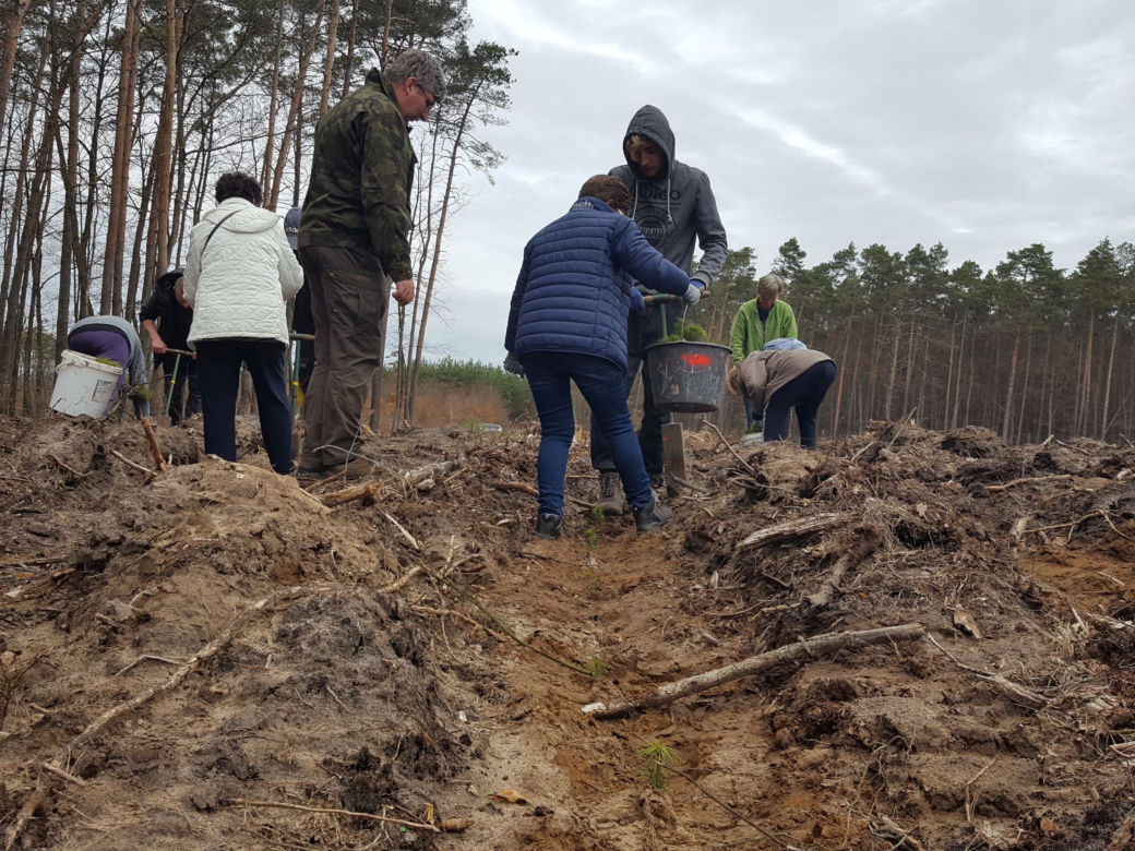 Posadzili kawałek lasu w miejscu wyciętego
