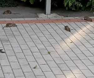 Plaga Szczurów na Międzynarodowej