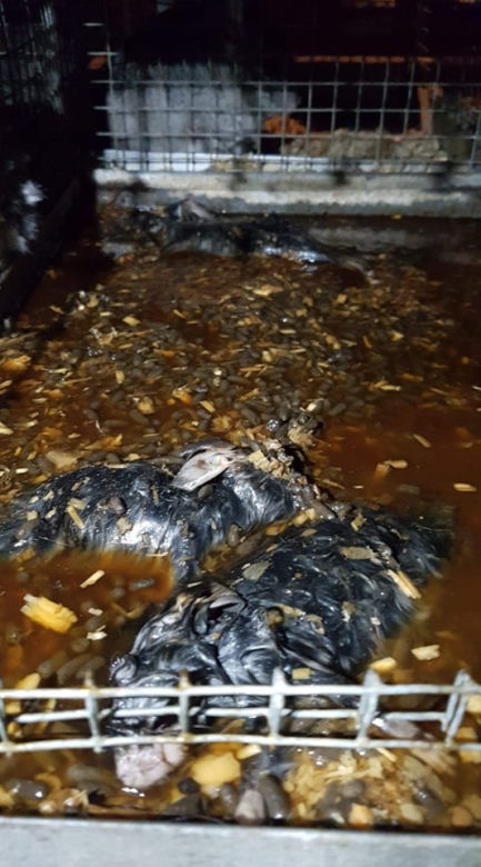 Szynszyle zjadały się z głodu! Dramatyczna sytuacja na fermie! 