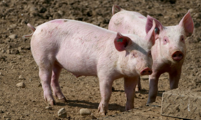 Rząd planuje nowe zakazy! Koniec z hodowlą świń?